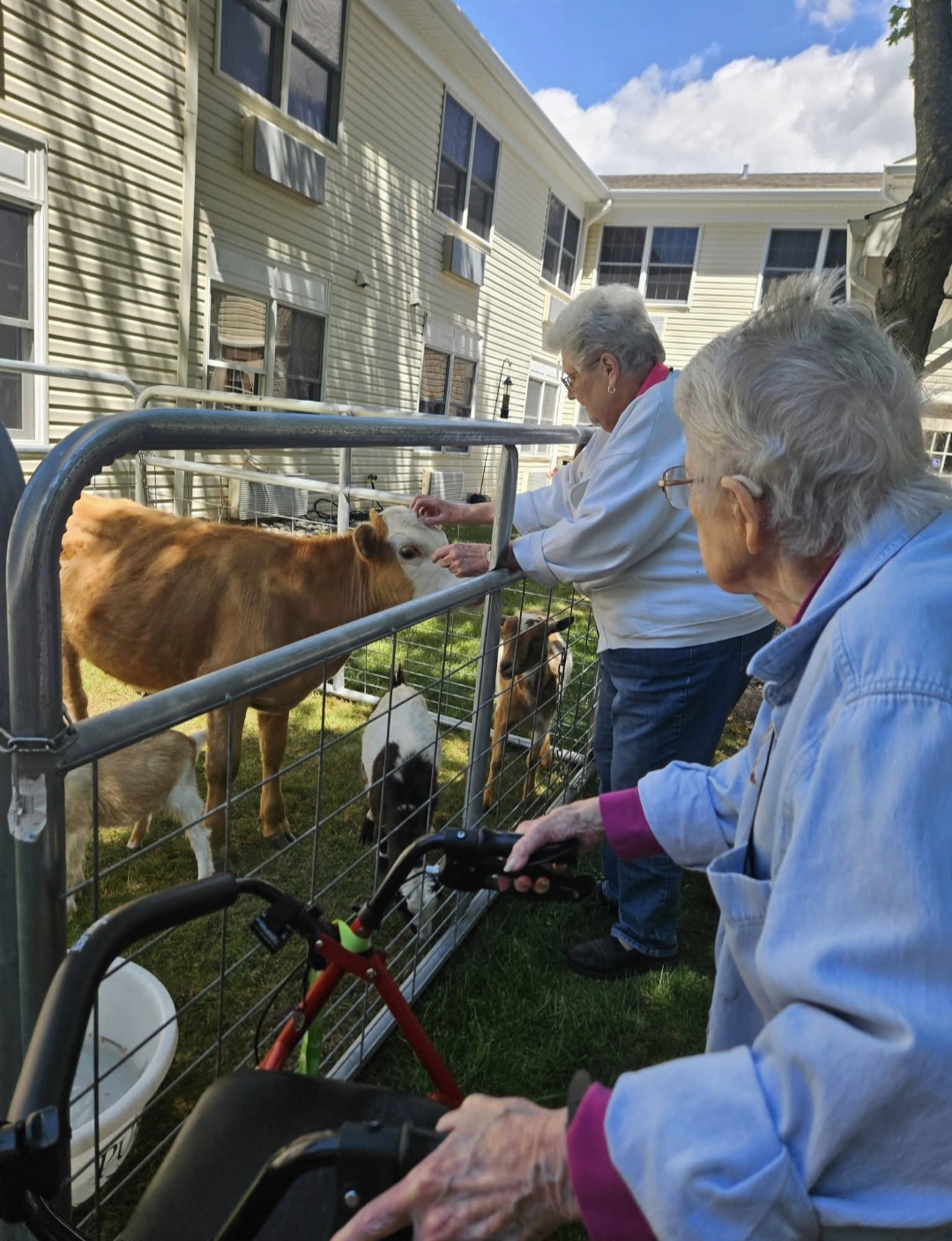 Critter Comfort visit with senior residents and farm animals
