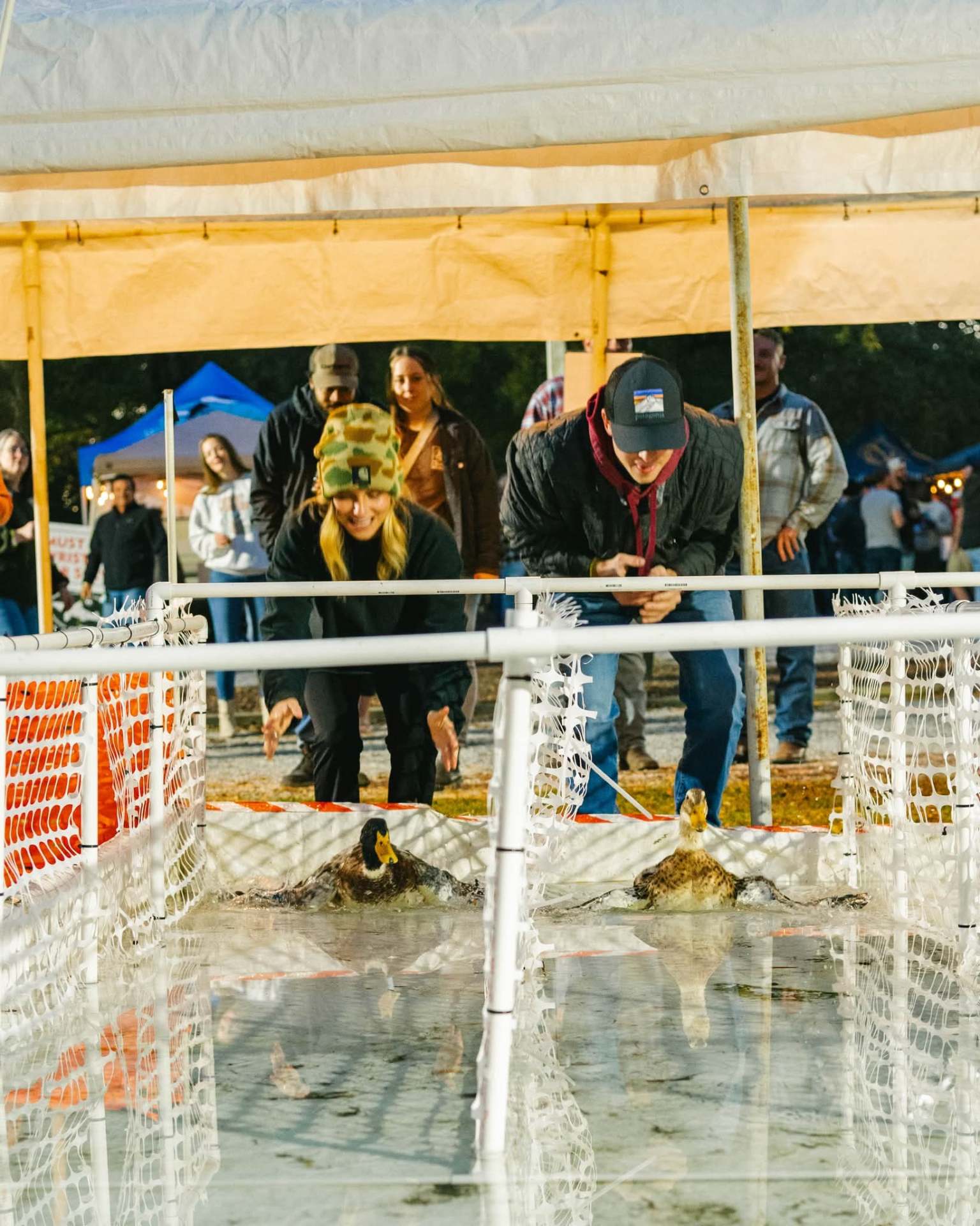 Guests releasing ducks at the start of a race