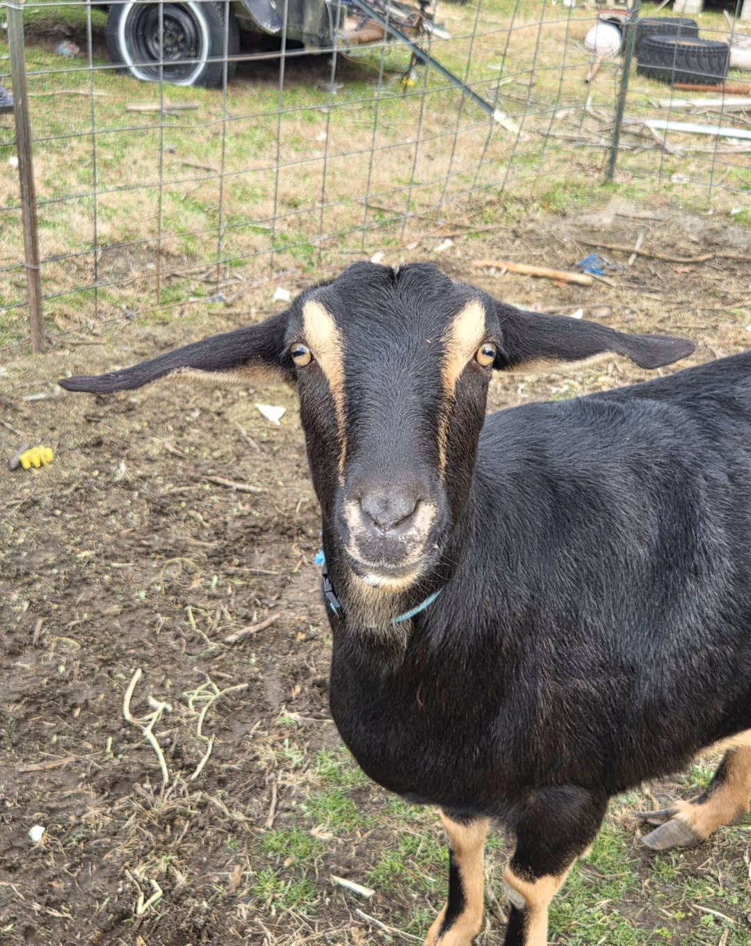 Mia, an Alpine/Nubian/LaMancha cross goat