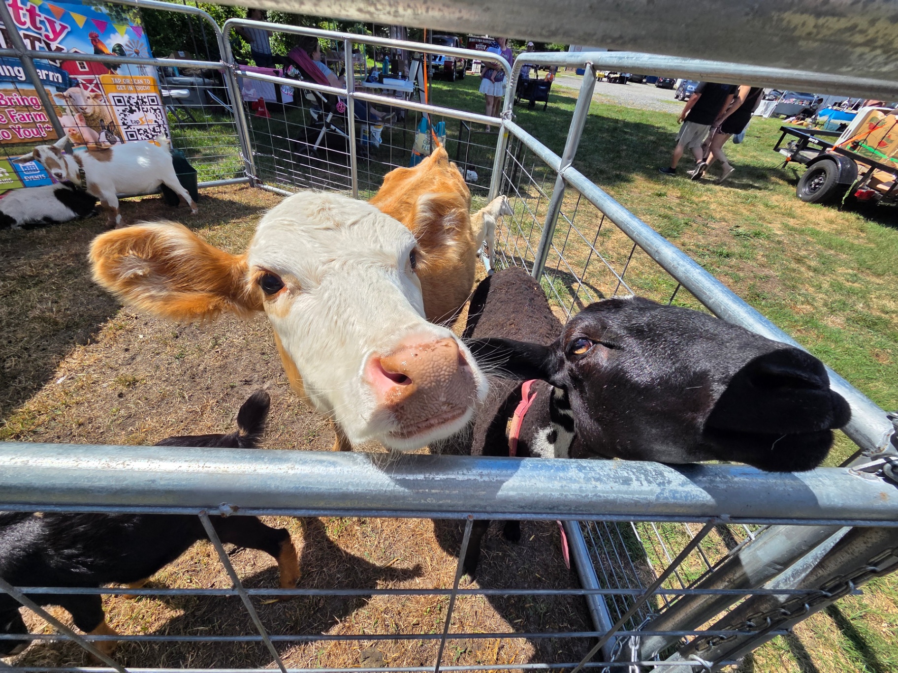 Marshmellow, a Hereford/Beefmaster cross