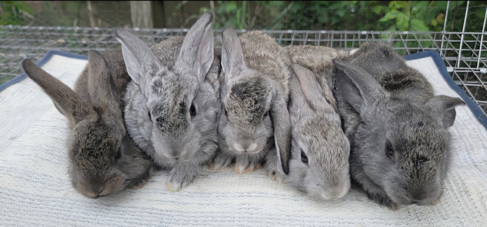Rabbits at a Bunny Party