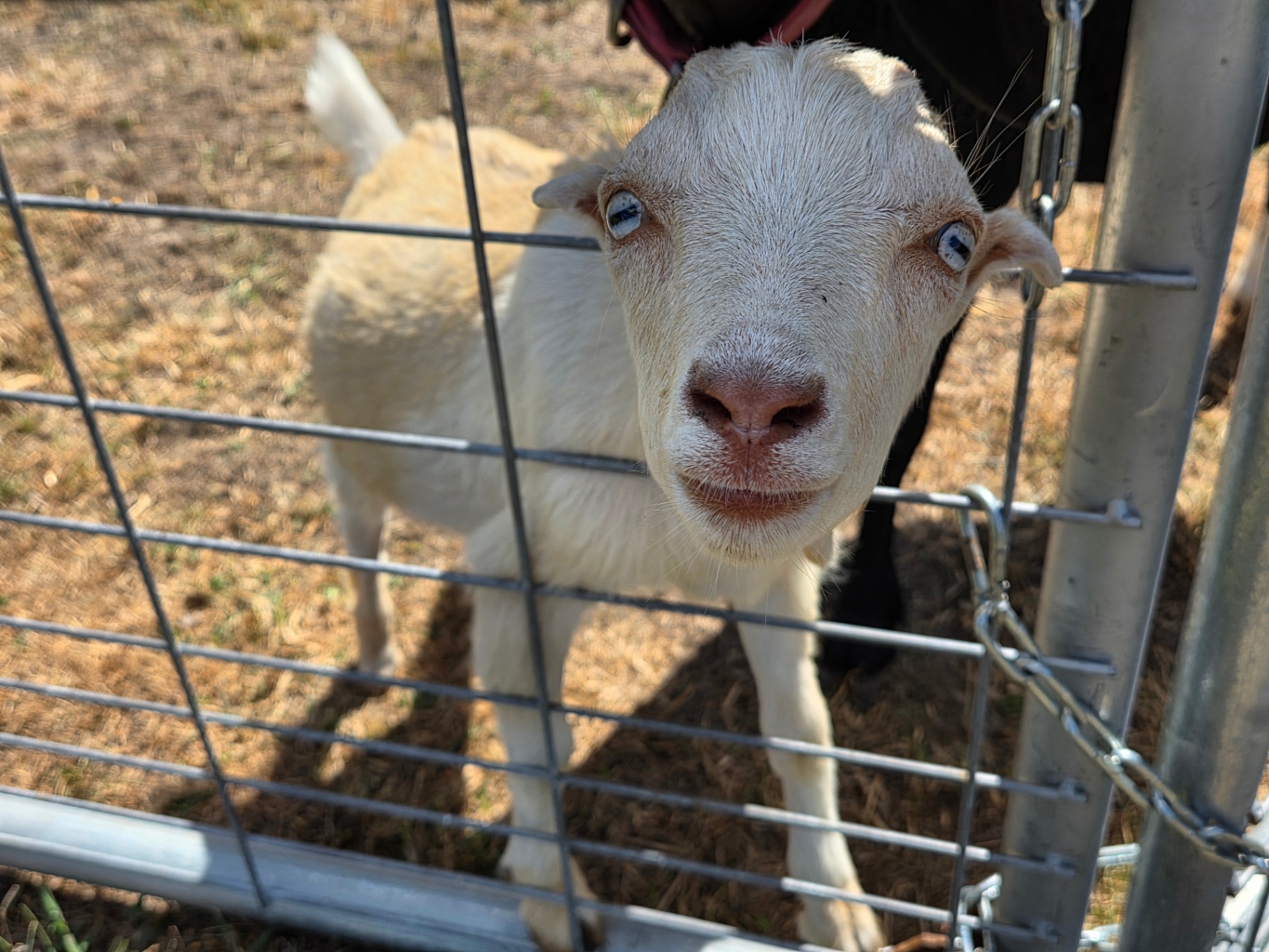 Sandy, a Mini LaMancha goat
