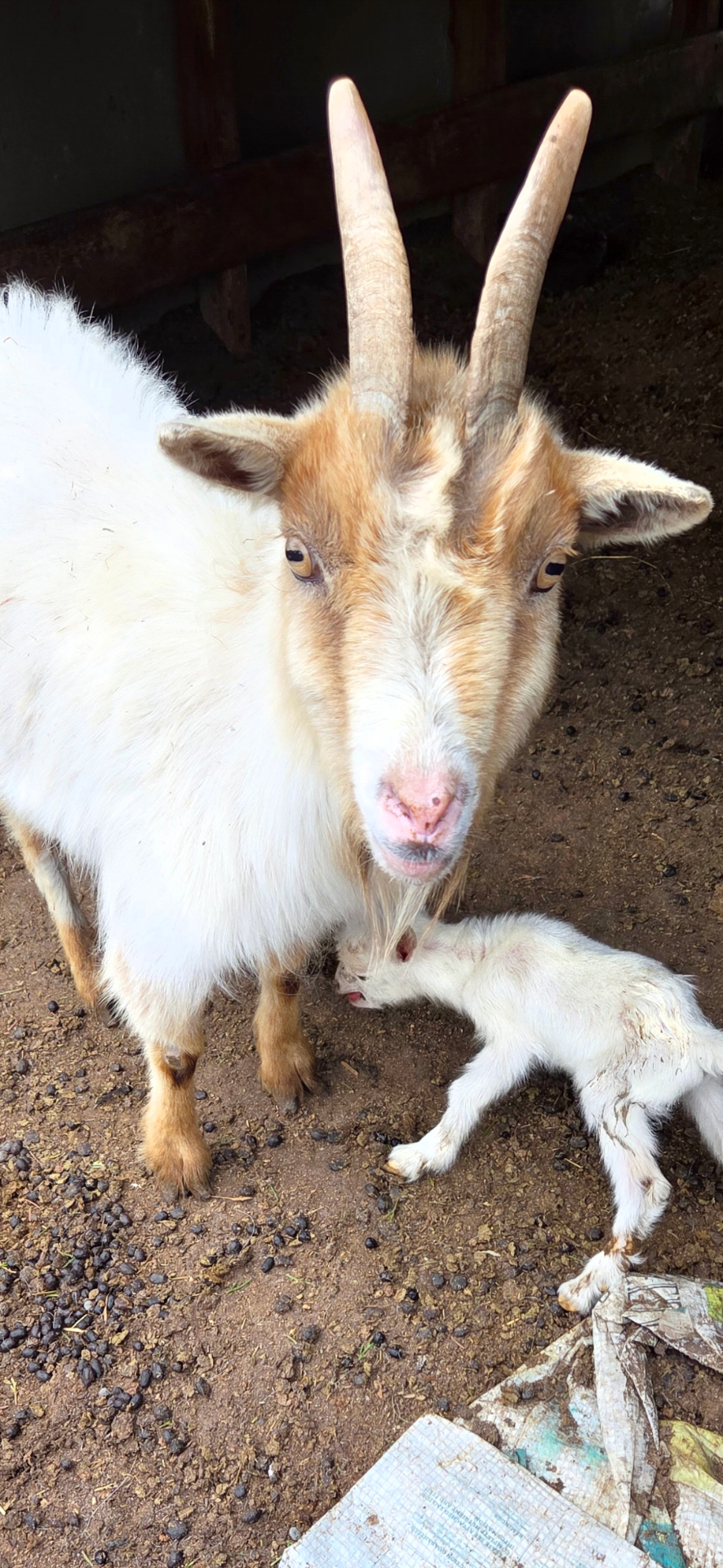Rodeo Mama, a mini goat