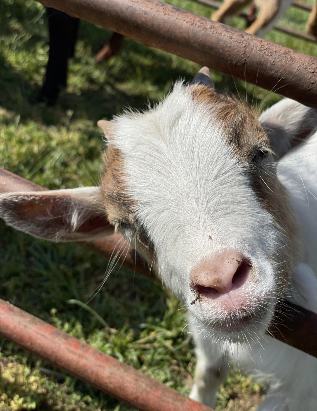 Star, a Nigerian Dwarf goat
