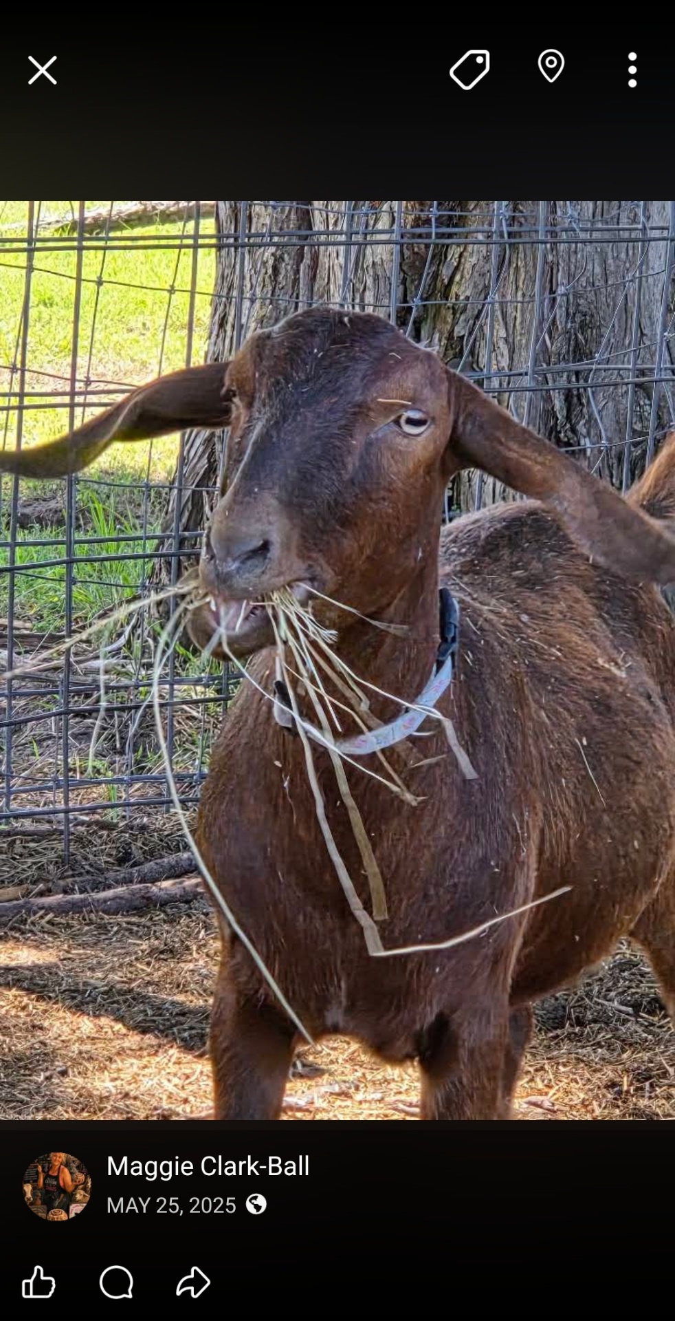 Brown goat enjoying hay