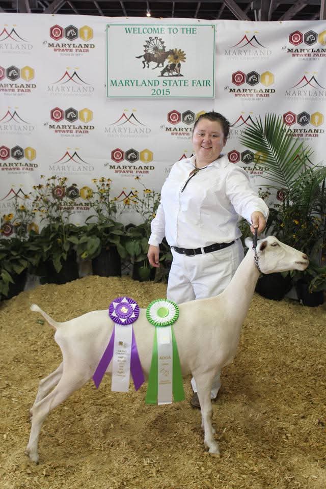 Kacie showing her goat at the Maryland State Fair 2015