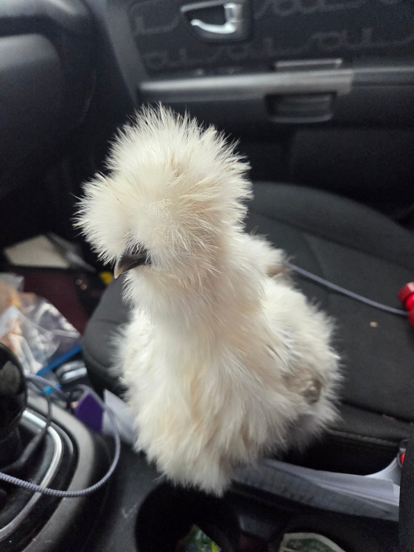 Puffball, a specialty chicken