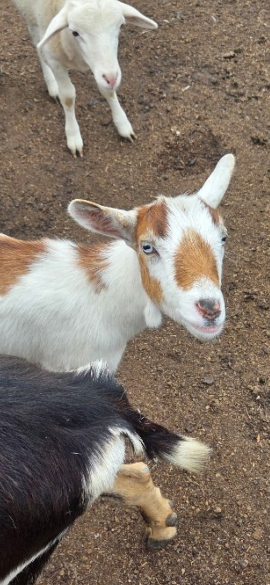 Galaxy, a Nigerian Dwarf goat