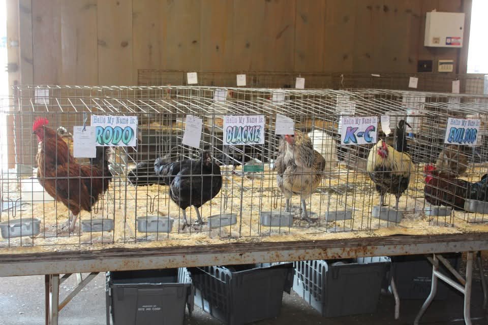 The chicken that started Kacie's livestock journey