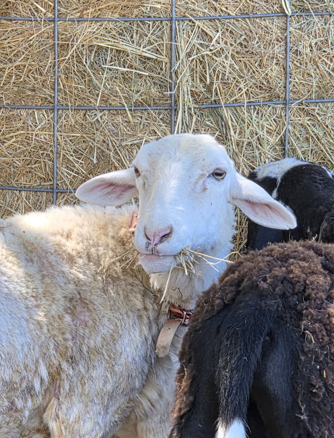 Salt, a sheep
