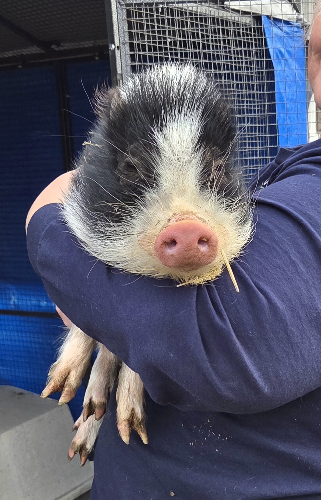 Piggy, a pig