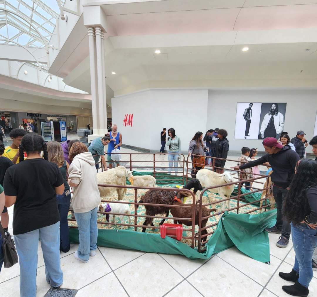 Mobile Petting Farm animal enclosure at an indoor community event