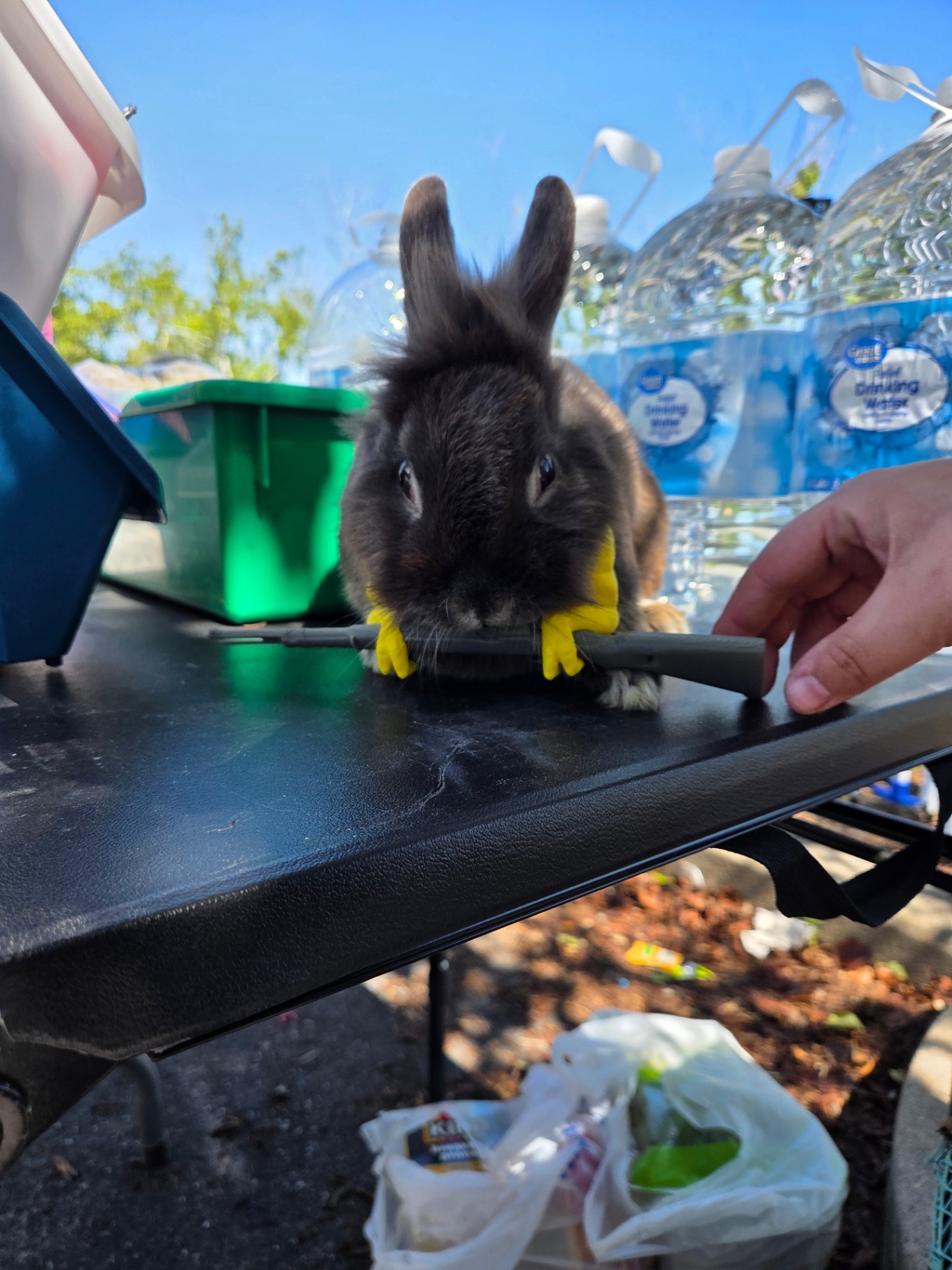 Petrie, a Lionhead-cross rabbit