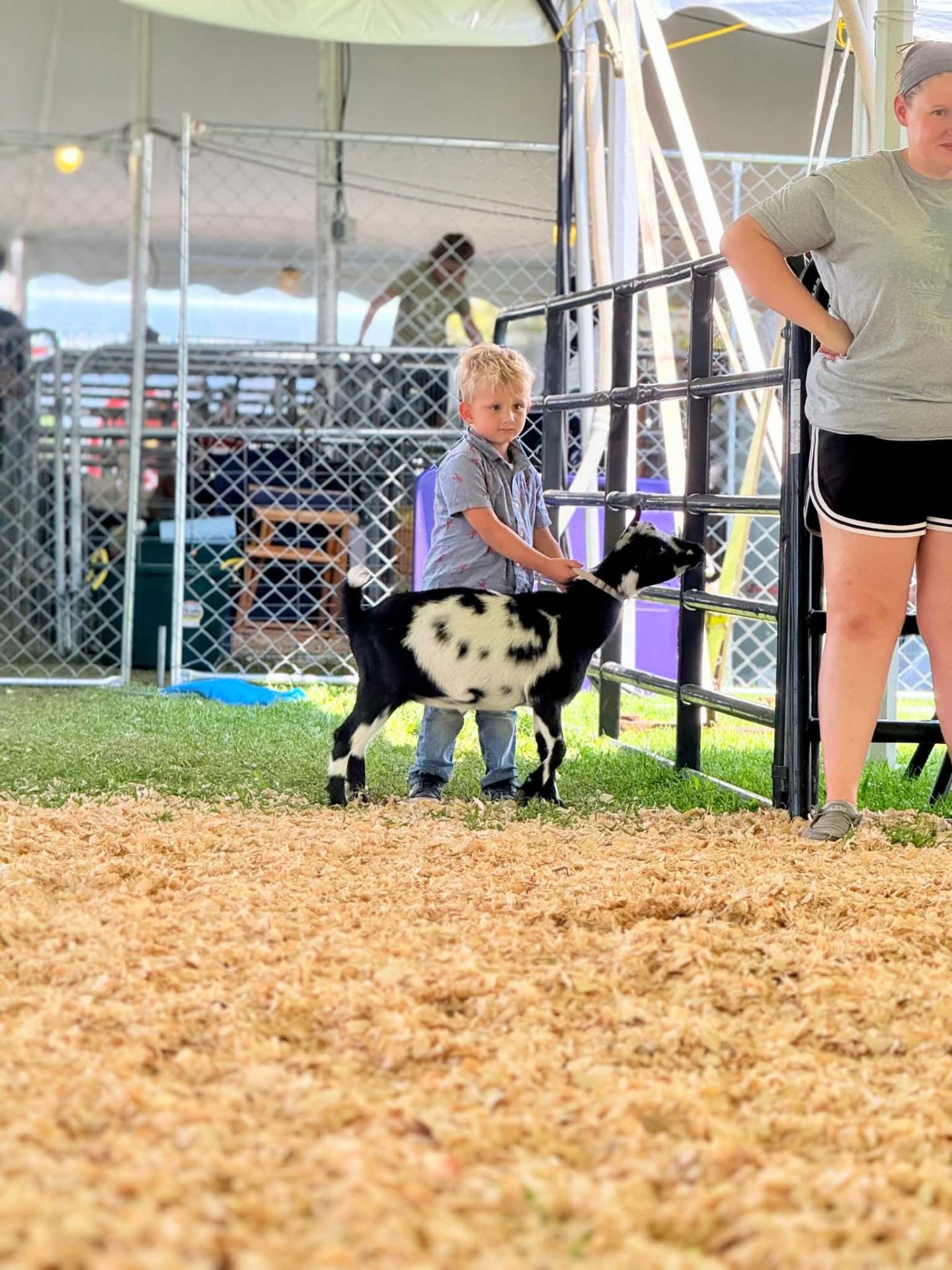 Cookie, a Nigerian Dwarf goat
