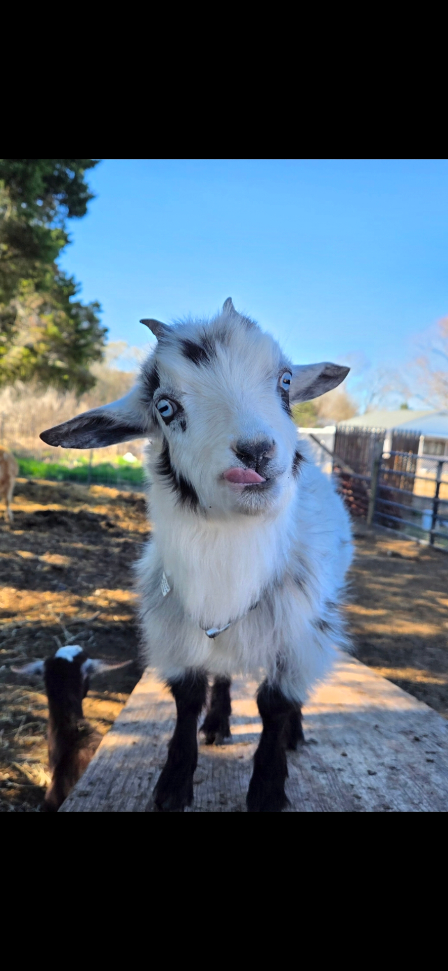 Hazel, a Nigerian Dwarf goat