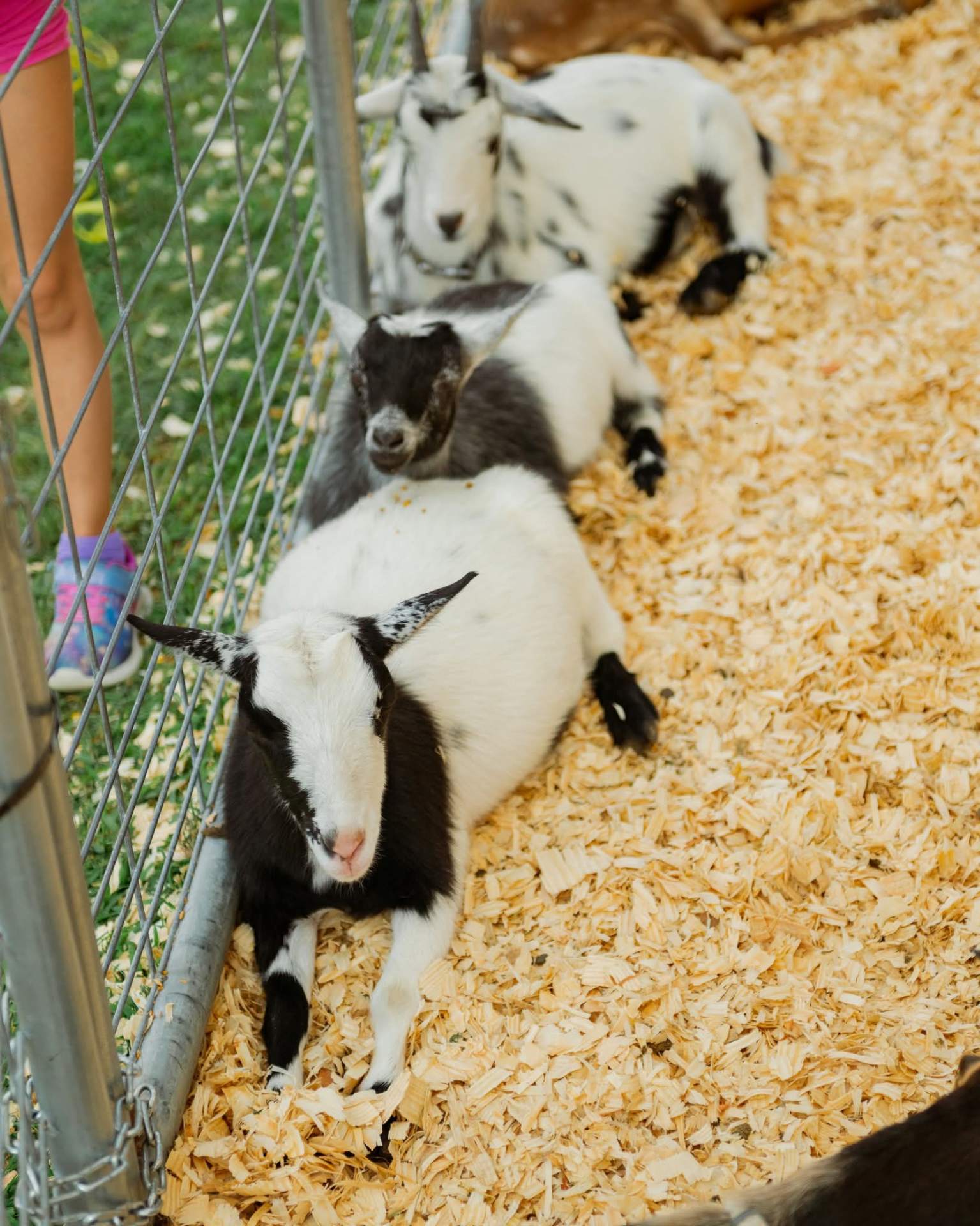 Panda, a Nigerian Dwarf goat