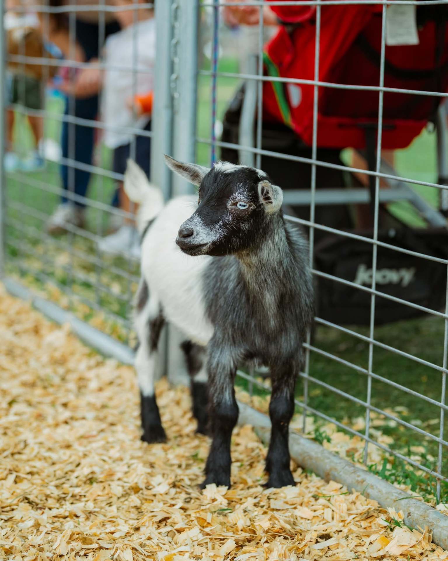 Donkey, a Nigerian Dwarf goat