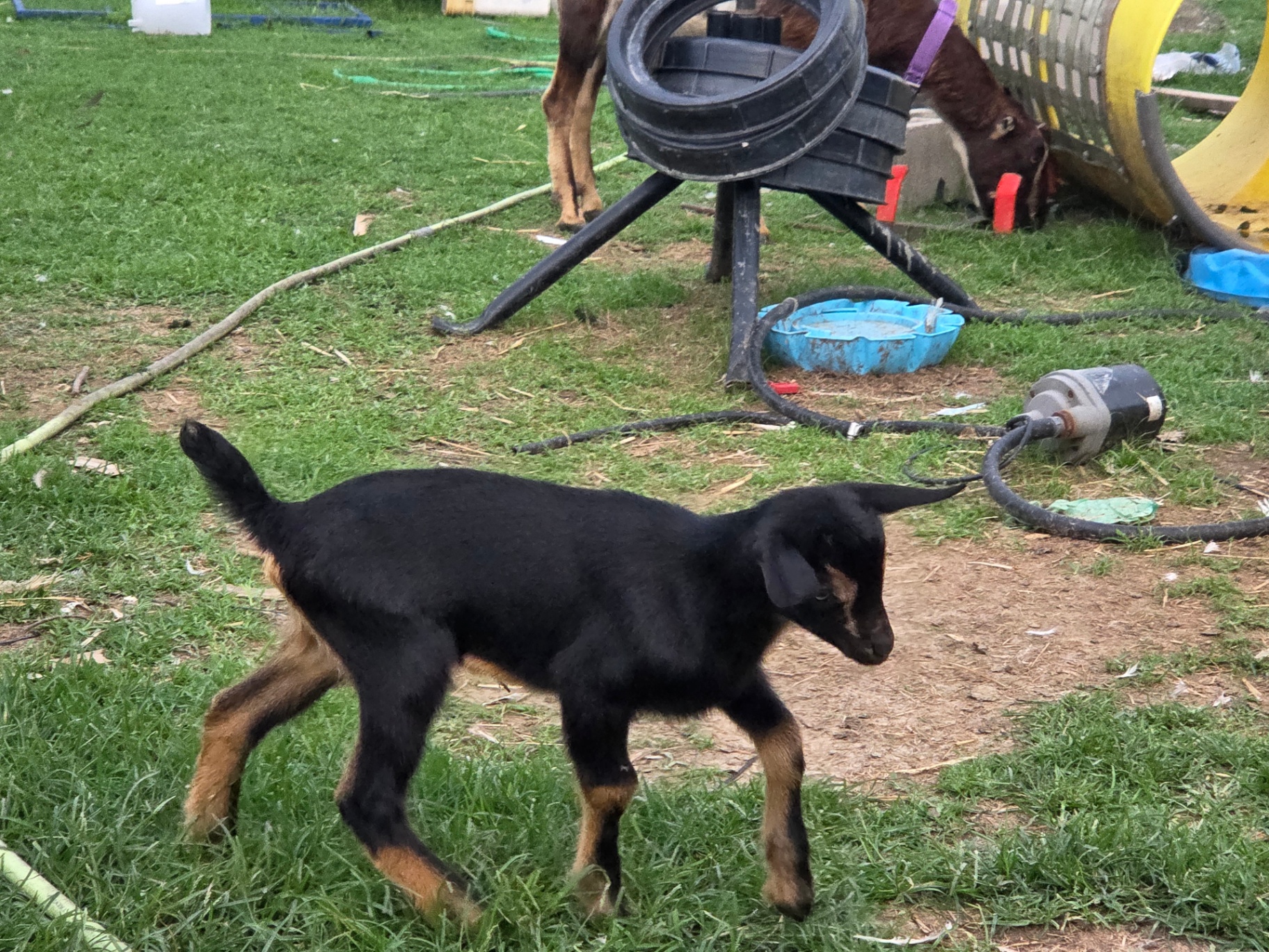 Heritage, a LaMancha/Alpine/Oberhasli cross goat