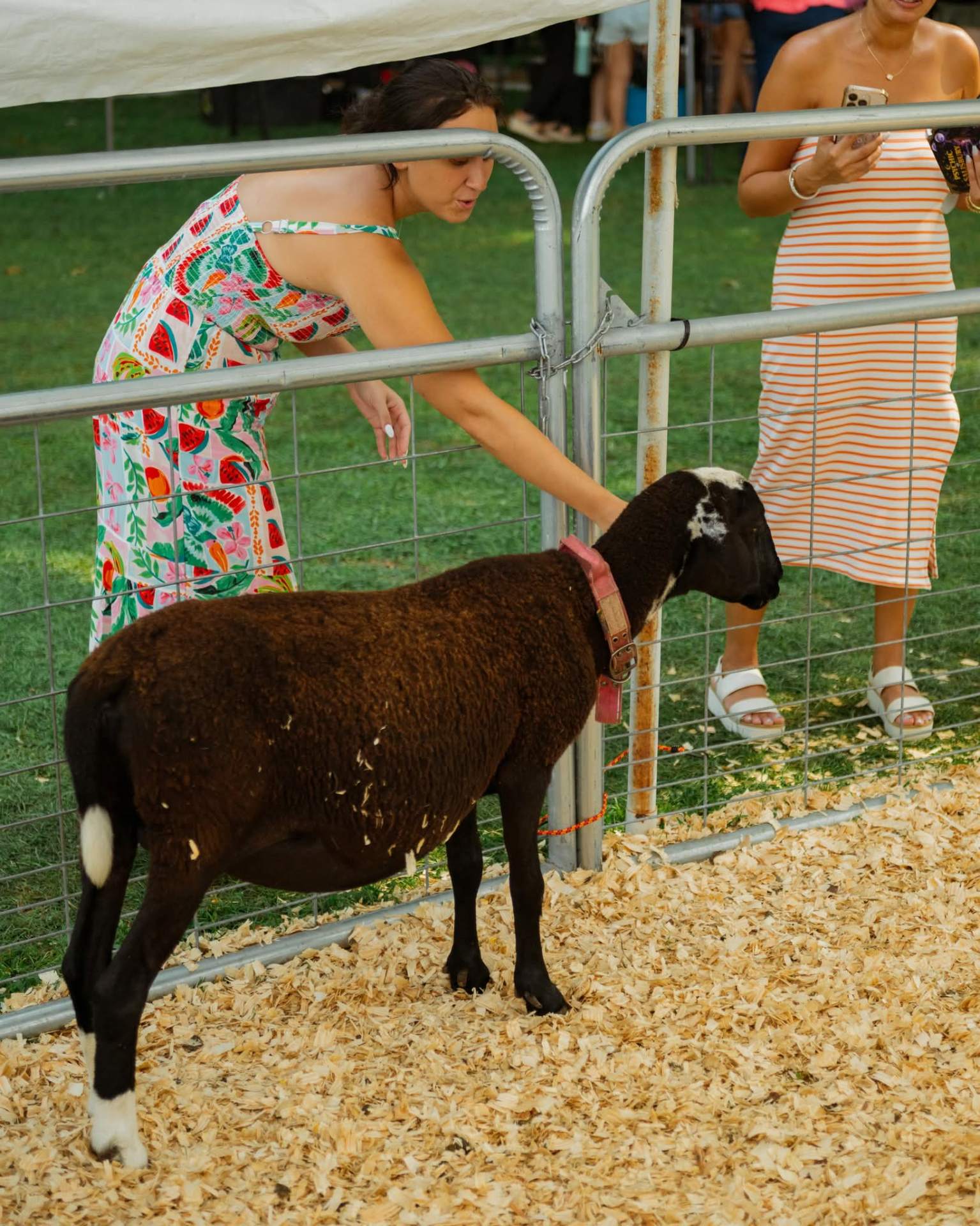 Socks, a sheep