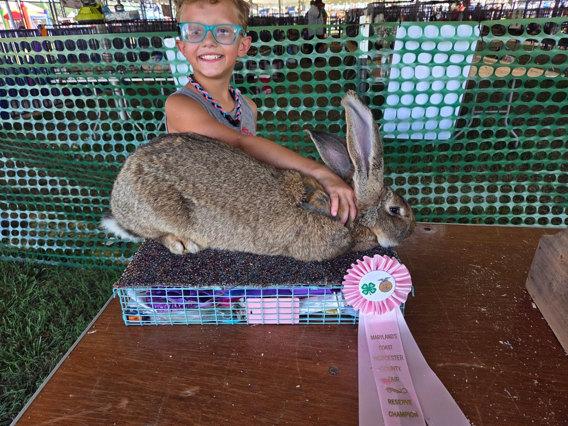 Floppsy, a Continental Giant/German Giant rabbit