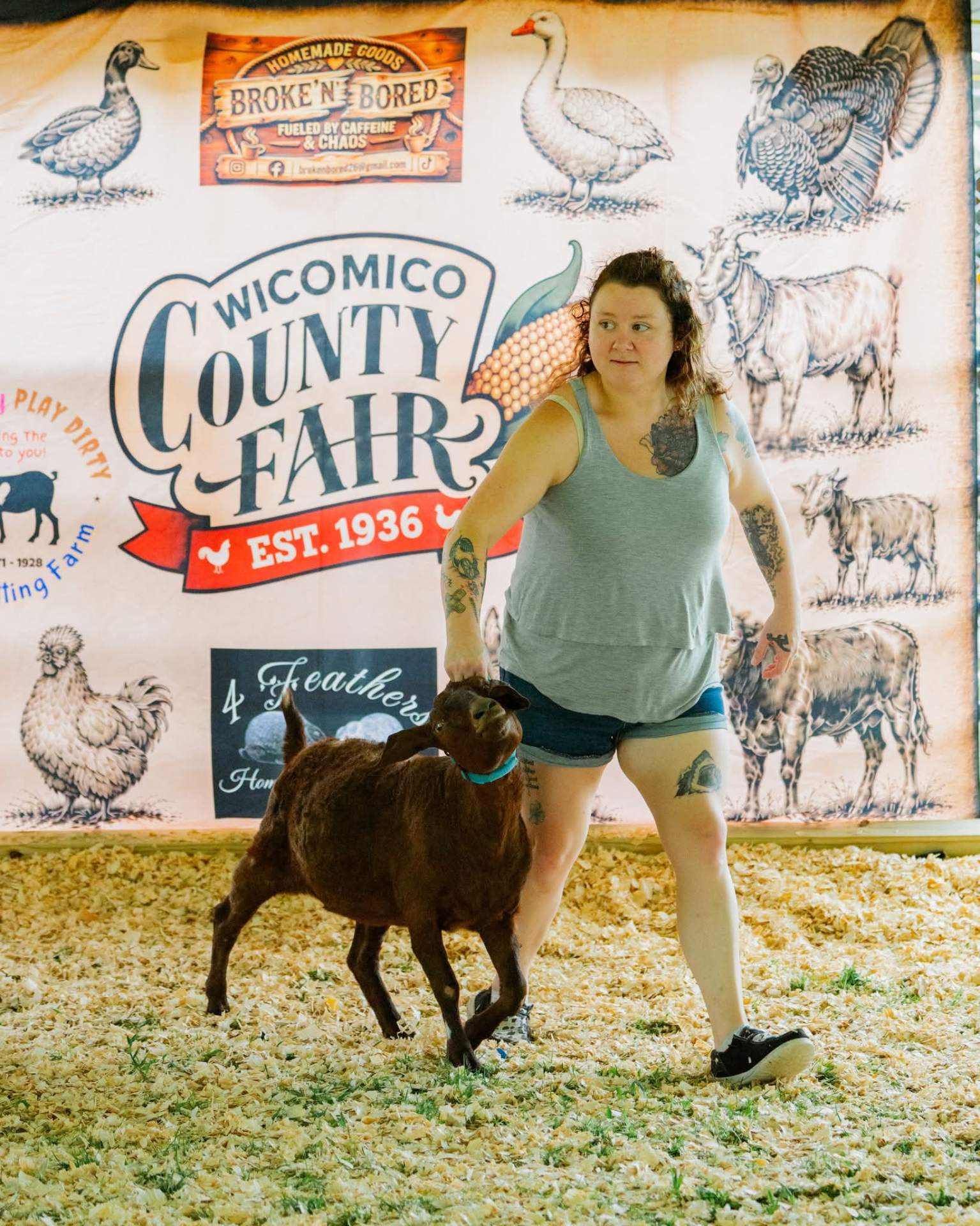 Brownie, a Boer goat