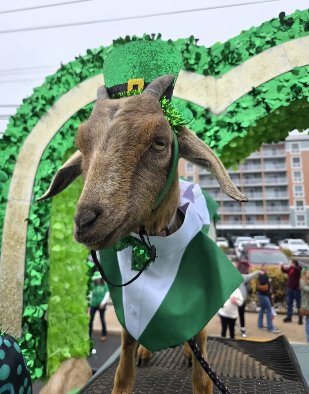 A goat dressed in a green leprechaun hat and outfit at a St. Patrick's Day parade